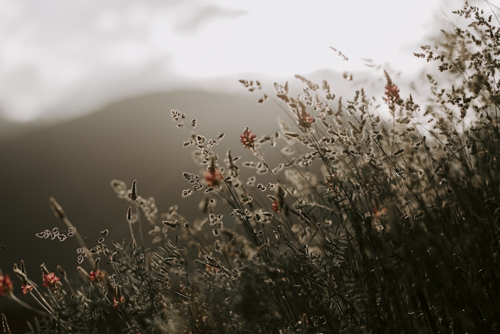 a field of flowers with a mountain in the background