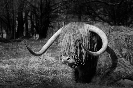 gray and white bison in Scotland United Kingdom