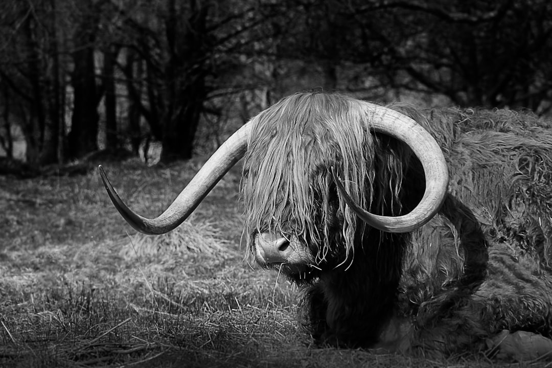 Wildlife photo spot Scotland Ballachulish