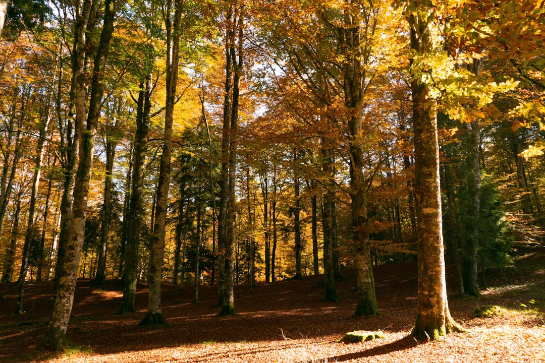 Forest photo spot Cansiglio Forest San Martino di Castrozza