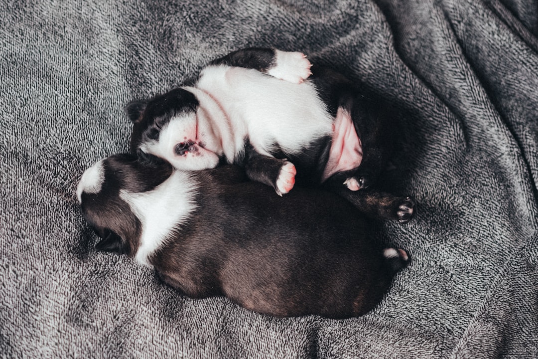 two black and white Boston terrier puppies sleeping