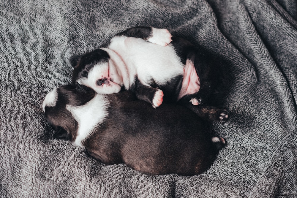 Cute Puppies Black And White