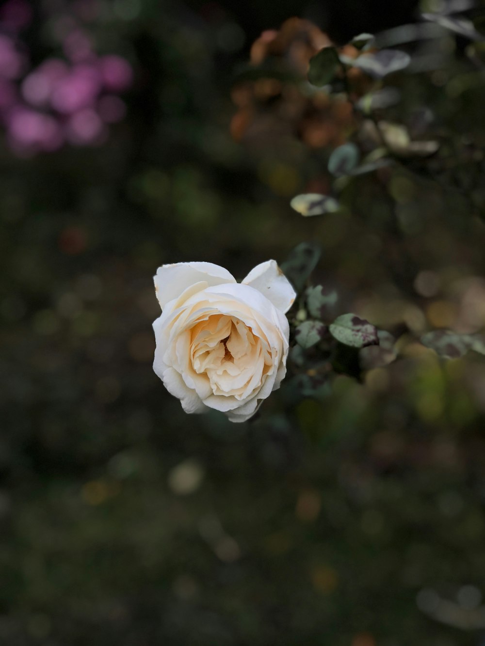 white rose flower in bloom