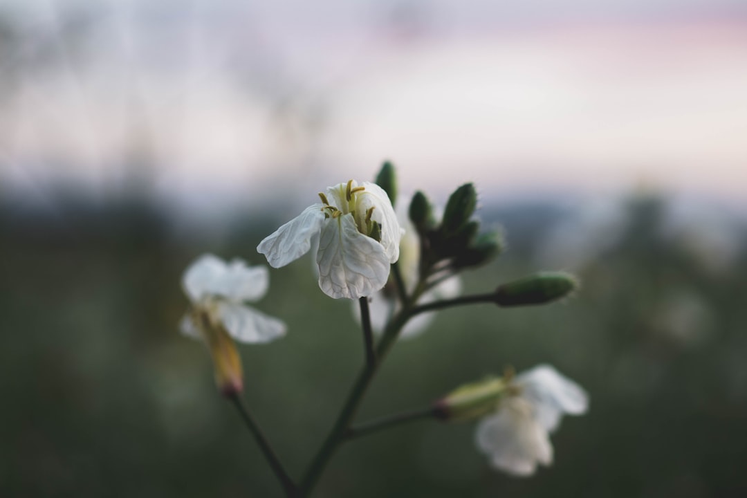 selective focus photography of white petaled flowers during daytime