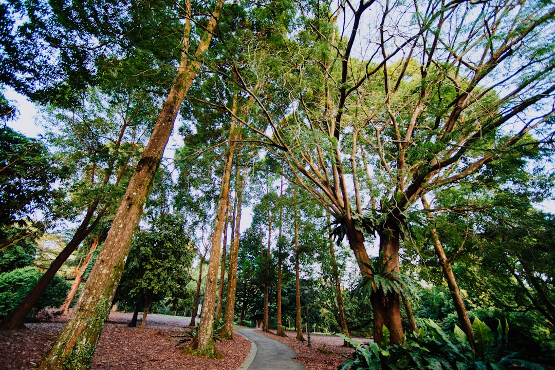 green trees near road under blue sky