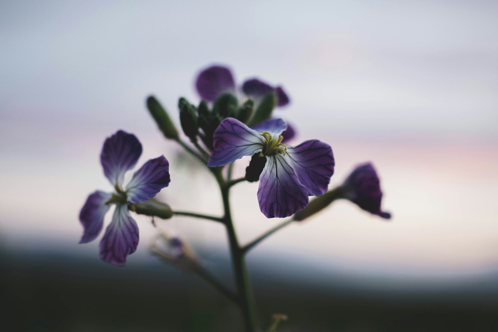 Olympus M.Zuiko Digital ED 30mm F3.5 Macro sample photo. Purple-petaled flowers photography