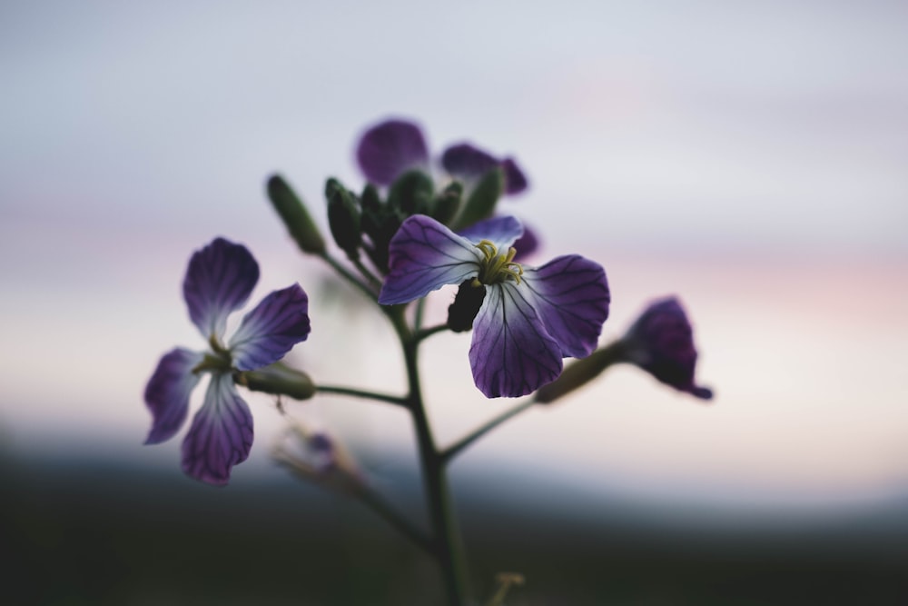 purple-petaled flowers