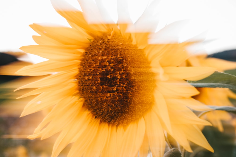 Nahansicht der Sonnenblume