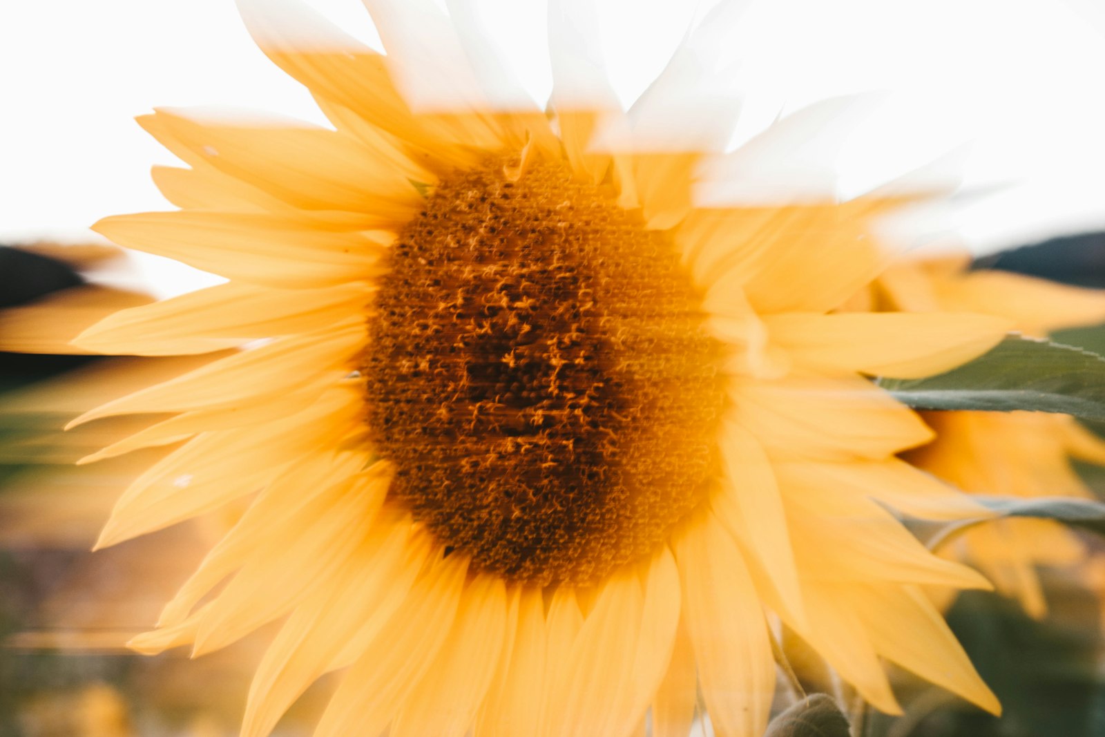 Olympus M.Zuiko Digital ED 30mm F3.5 Macro sample photo. Close view of sunflower photography