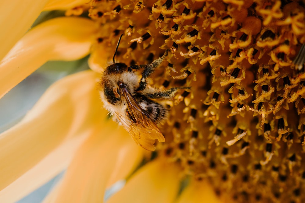 selective focus photography of bee perching on yellow-petaled flower