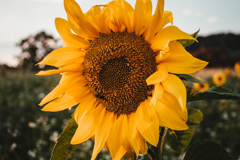 yellow sunflower