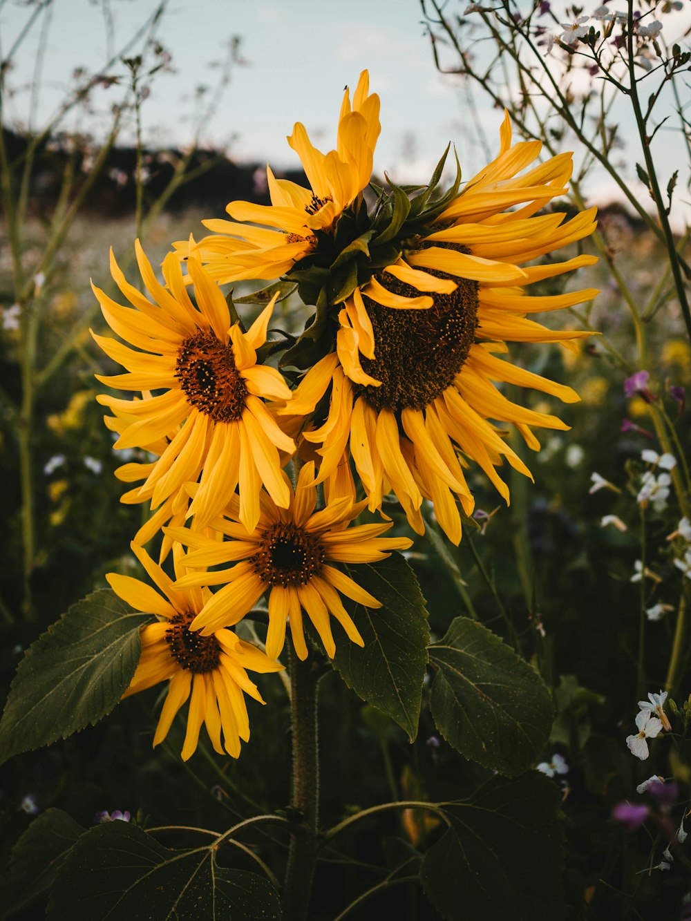 yellow sunflower