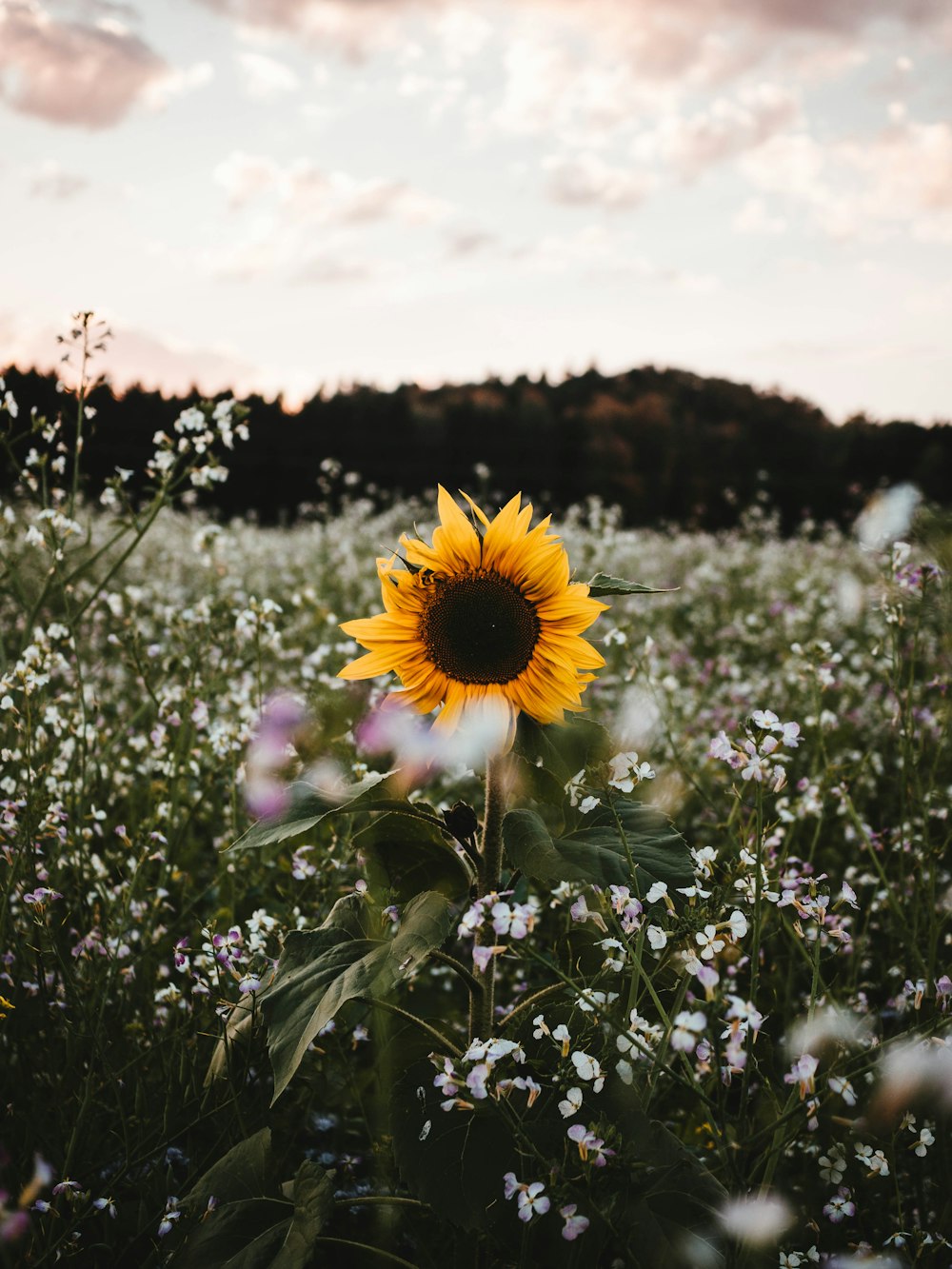 sunflower in bloom