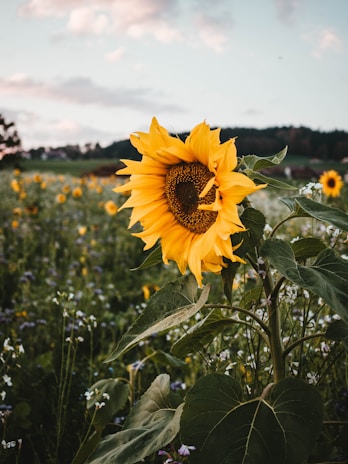 yellow sunflower