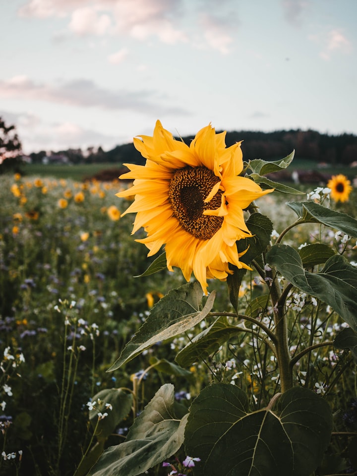 Where the sunflowers grow 