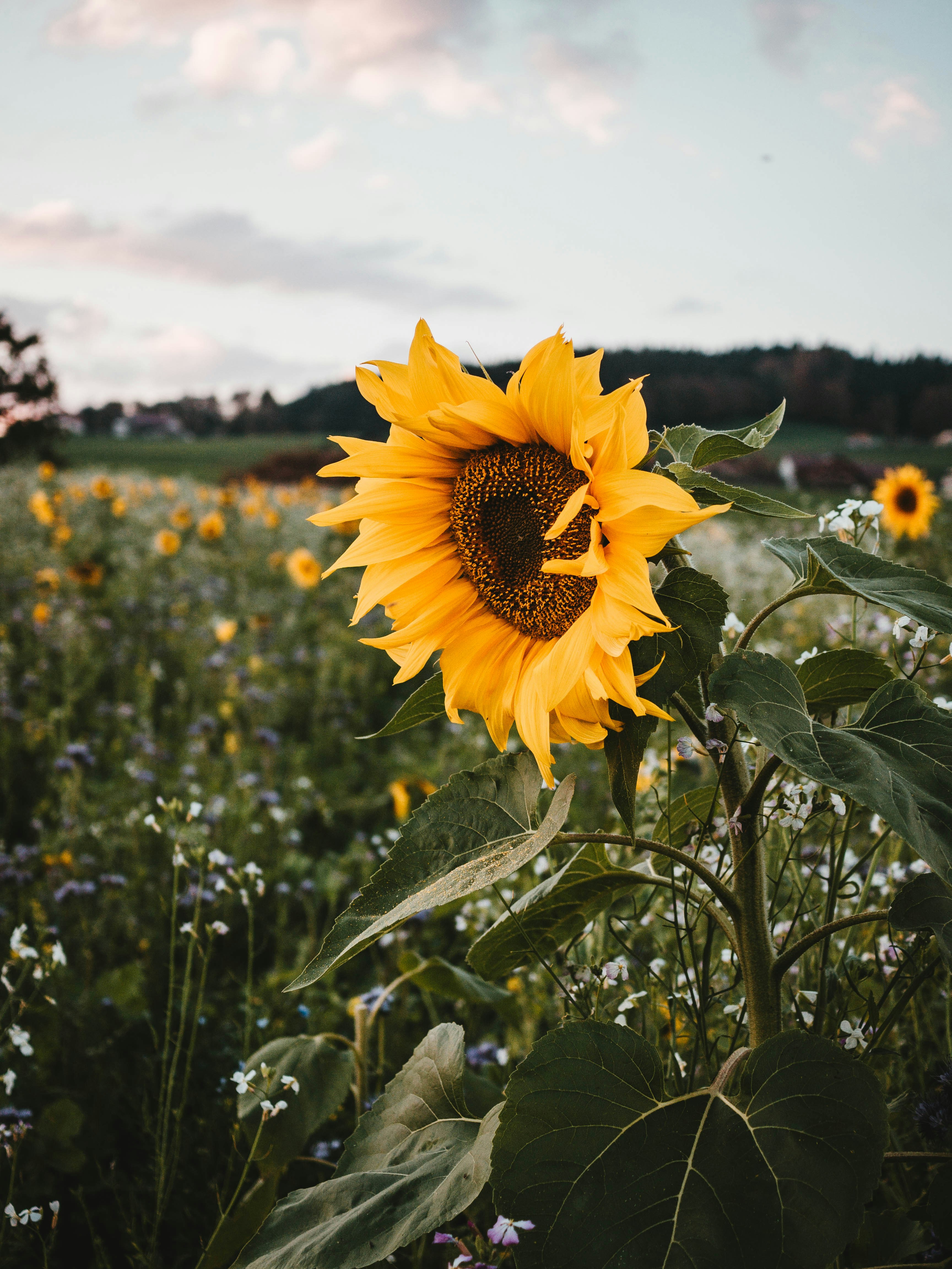 Featured image of post Sunflower Wallpaper Aesthetic Hd - Demikian saja postingan tentang aesthetic sunflower wallpaper black background yang bisa kamu simak pada postingan kali ini.