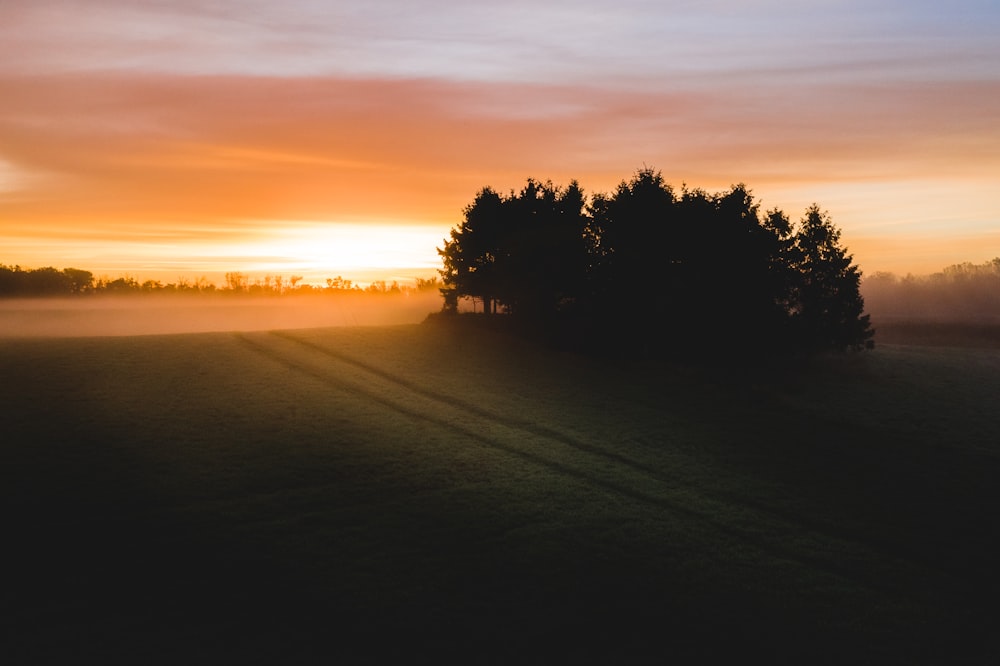 silhouette of trees during golden hour