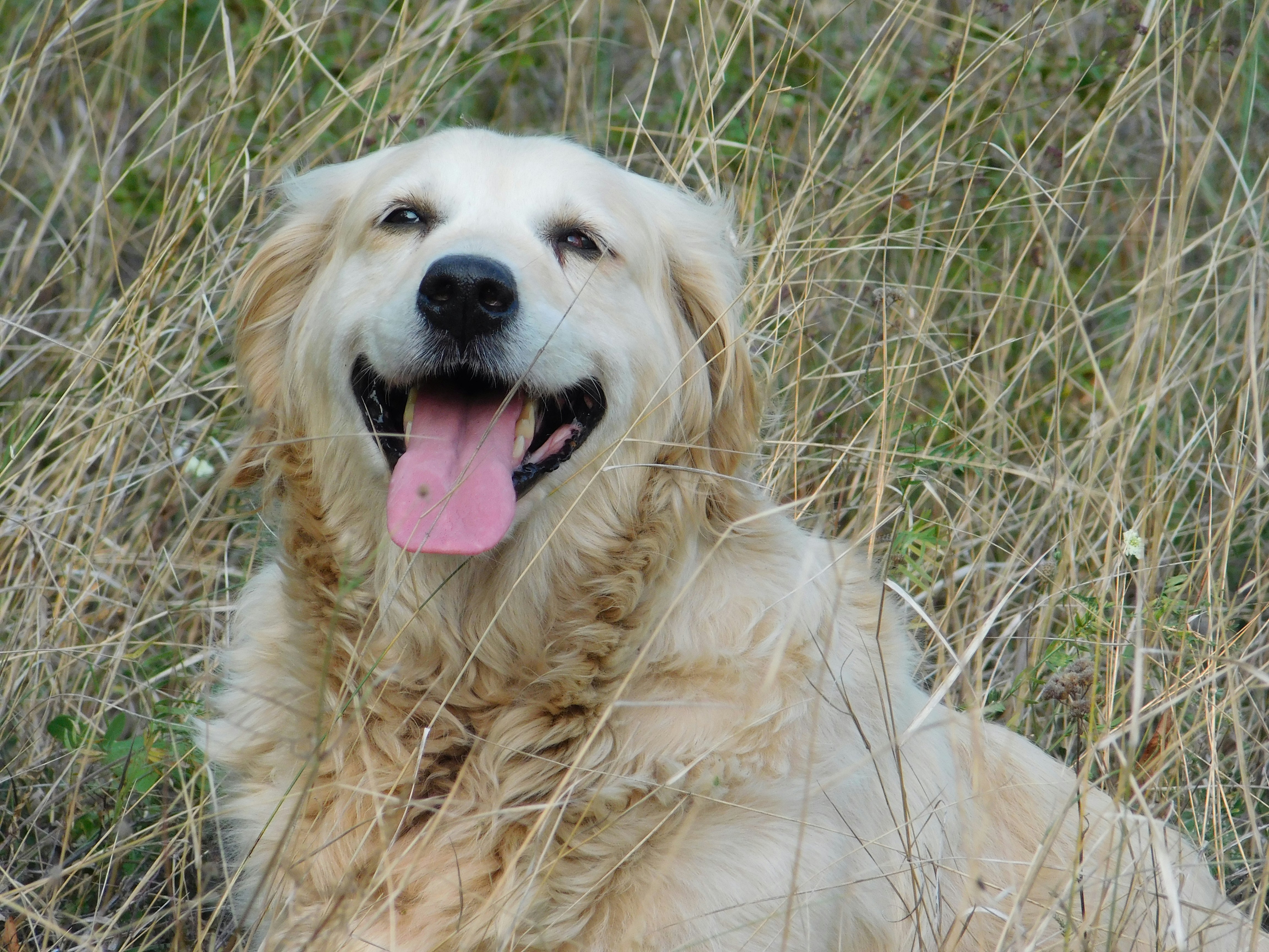My beautiful golden retriver. Hiking with best friend.