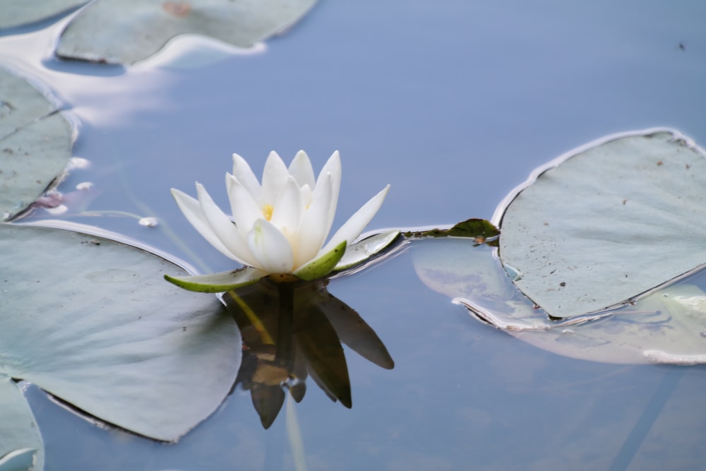 white lotus flower on water near lily pods
