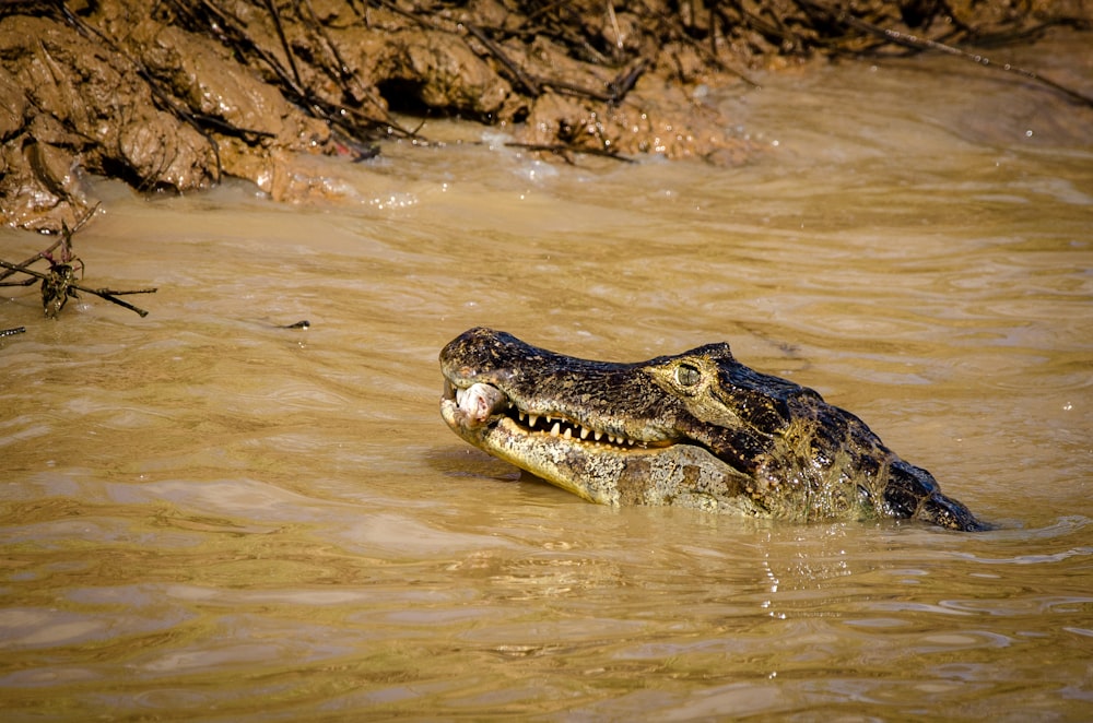 alligator caught fish at the river