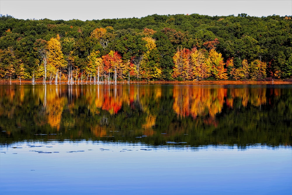 orange and green leafed trees during daytime