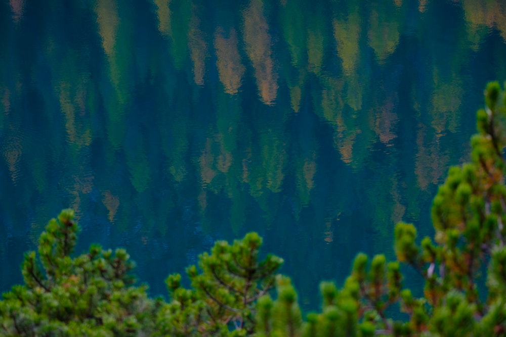 a large body of water surrounded by trees