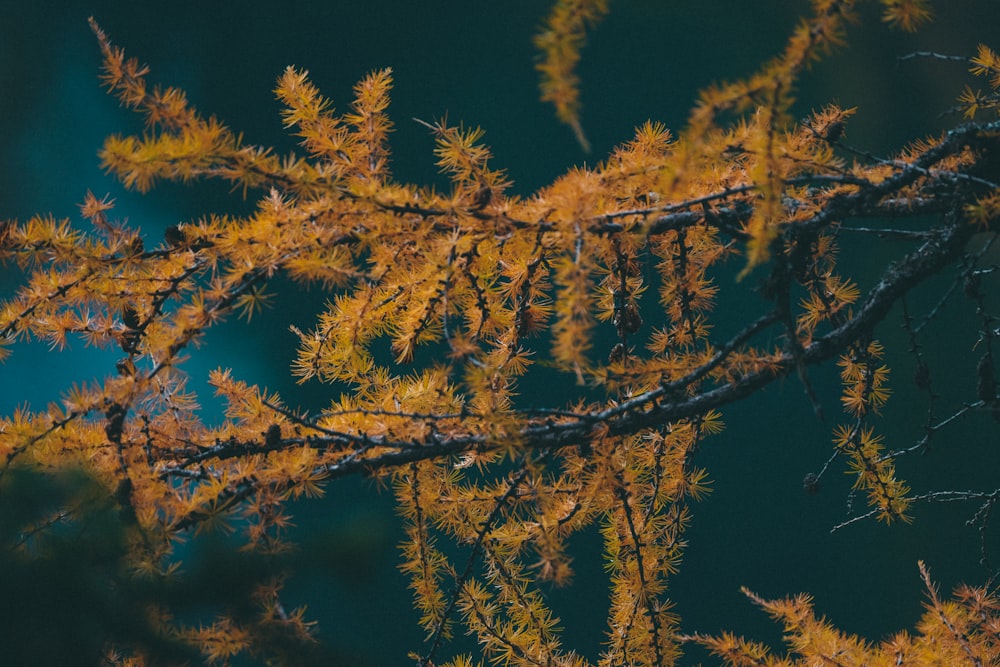 green leaves and twigs