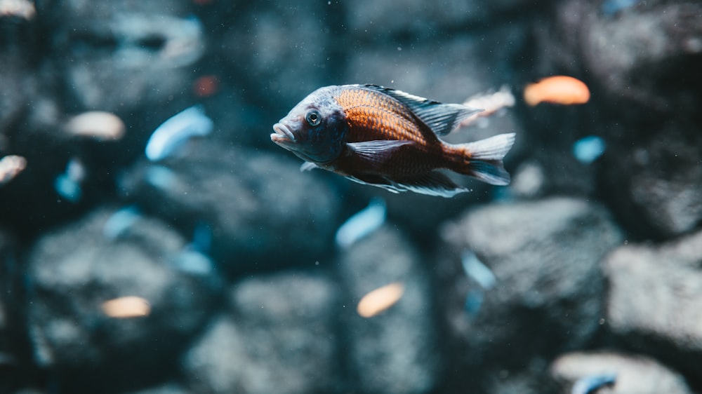 orange and gray aquarium fish