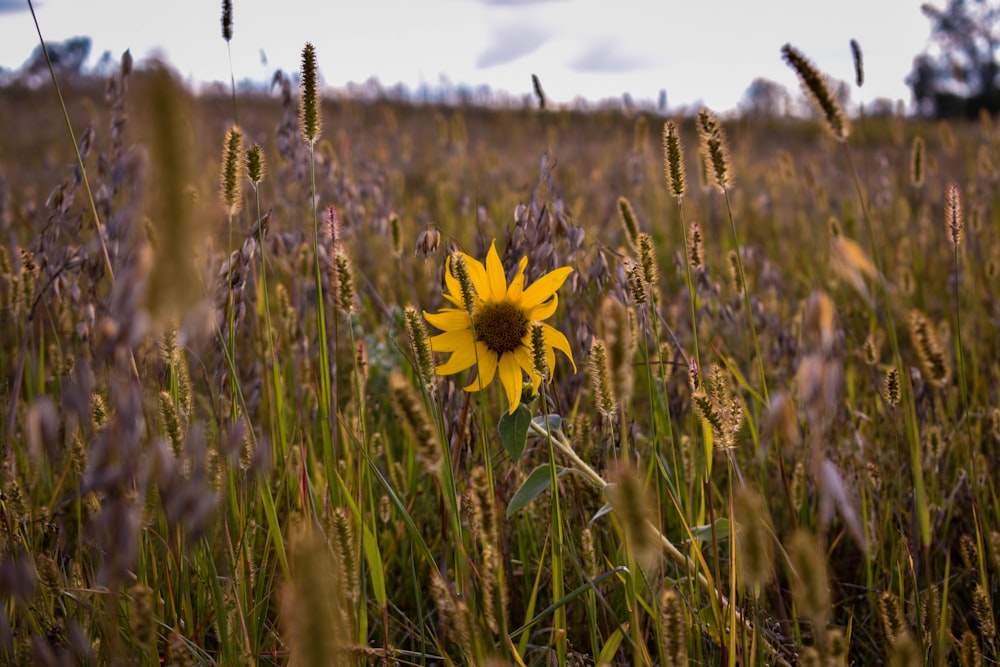 selective focus photo of common sunflower