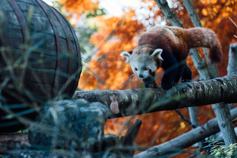 panda vermelho no galho da árvore