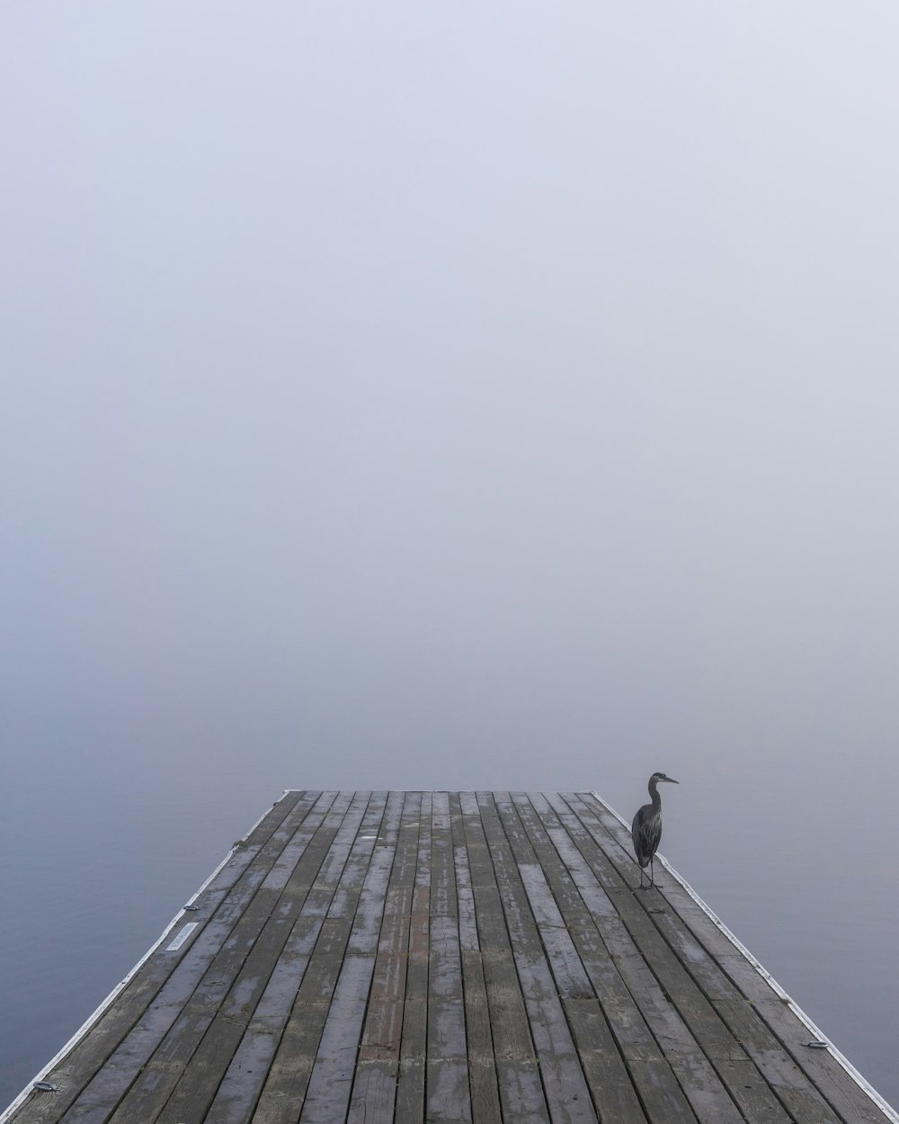 gray bird on gray sea dock