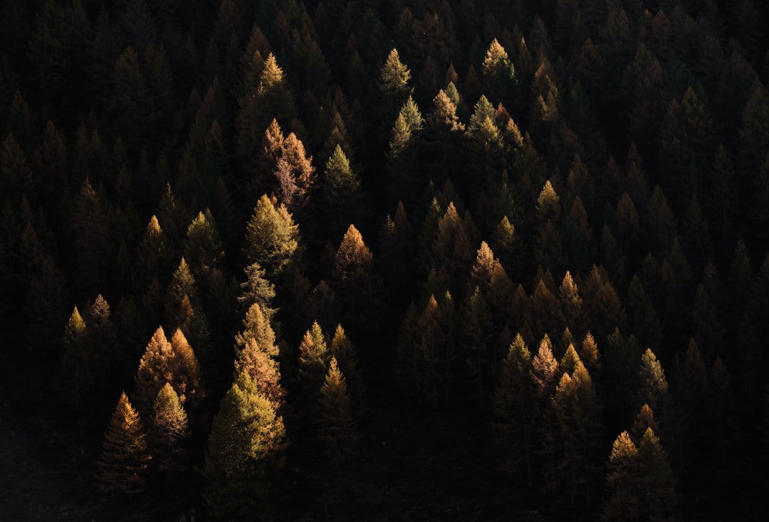 aerial view of pine trees