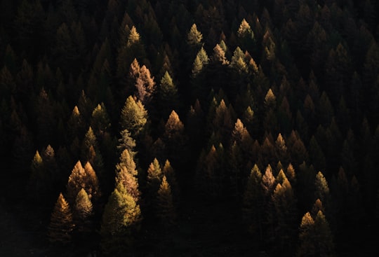 aerial view of pine trees in Grisons Switzerland