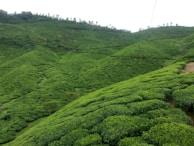Coorg's rolling hills covered with coffee plantations and dotted with traditional homes.