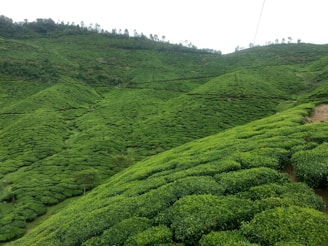 Coorg's rolling hills covered with coffee plantations and dotted with traditional homes.