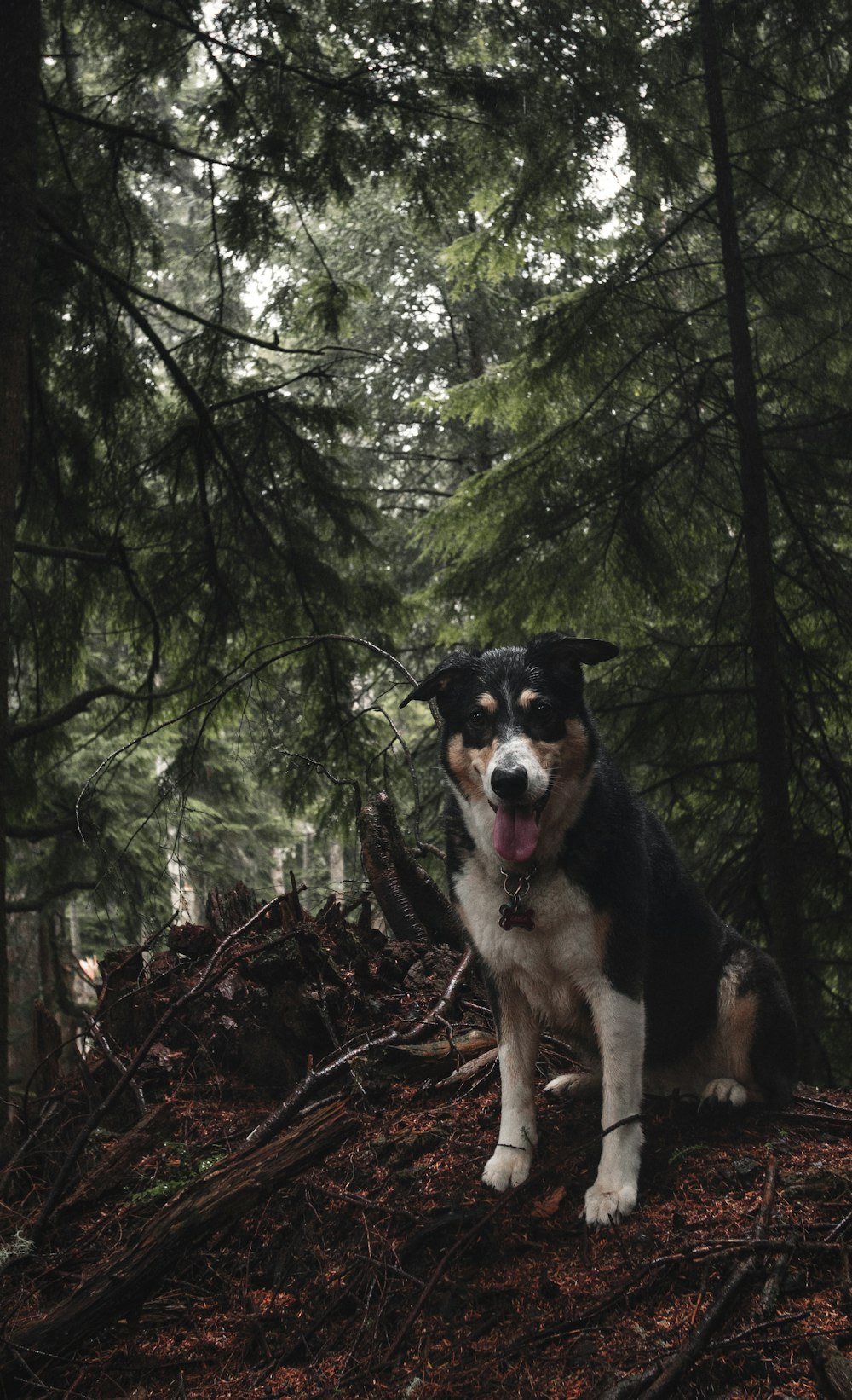 short-coated black, brown, and white dog