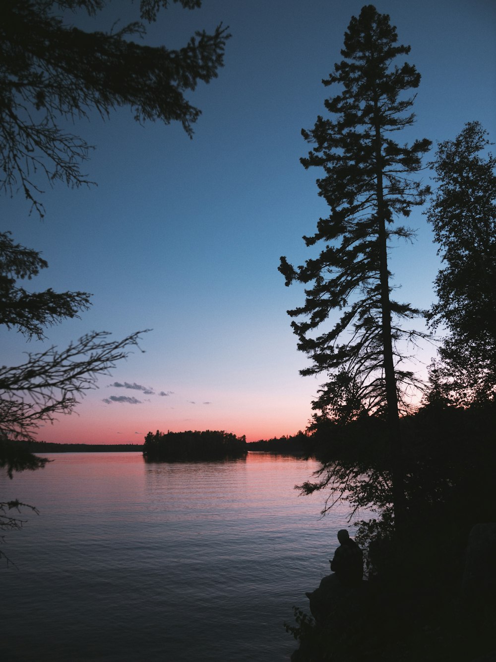 silhouette photography of trees beside water