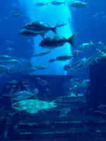 Underwater scene showing scuba divers exploring a mysterious cave illuminated by soft blue light.