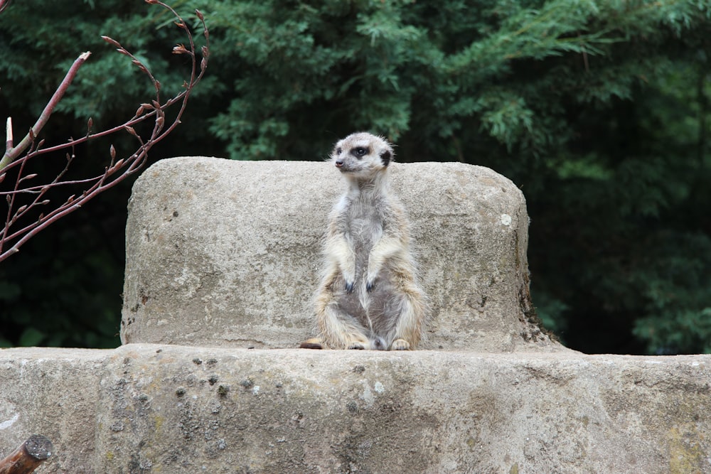 meerkat sitting on stone during daytime