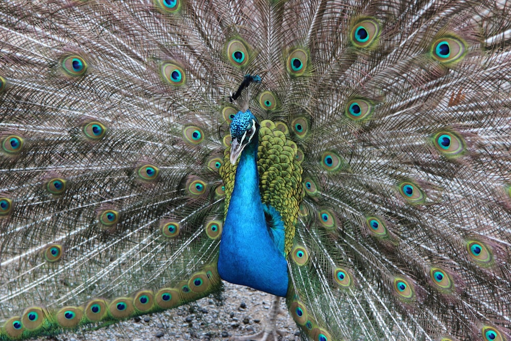 peacock photograph