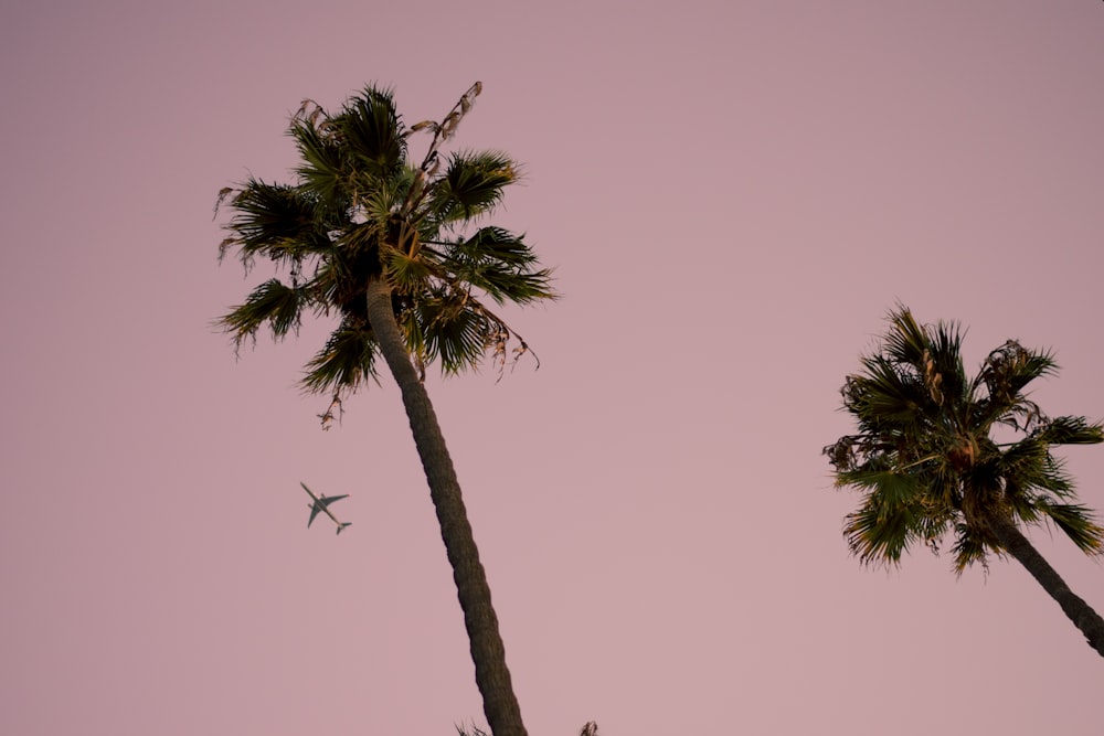 high-angle photo of coconut tree