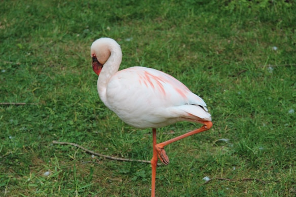 A flamingo standing on one leg surrounded by lush green grass. Its body is primarily white with shades of pink on its feathers and orange on its legs.
