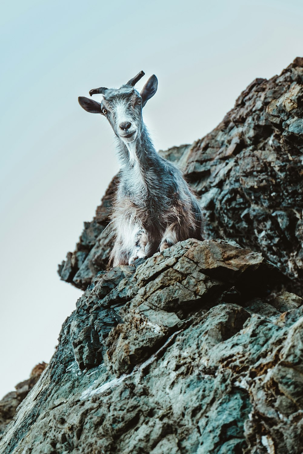 white and gray goat on rock formation at daytime