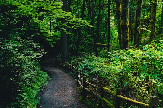 photo of trail between trees in Portland United States