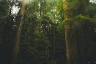 Wide shot of dense Amazon rainforest with sunlight filtering through.