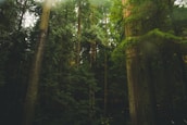 A dense forest with sunlight streaming through tall trees, illuminating the forest floor with patches of light.
