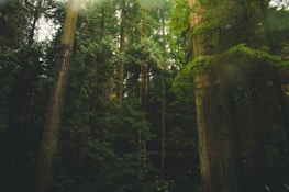 A dense forest with sunlight streaming through tall trees, illuminating the forest floor with patches of light.