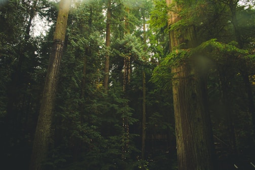 A dense green forest with sunlight filtering through tall trees.