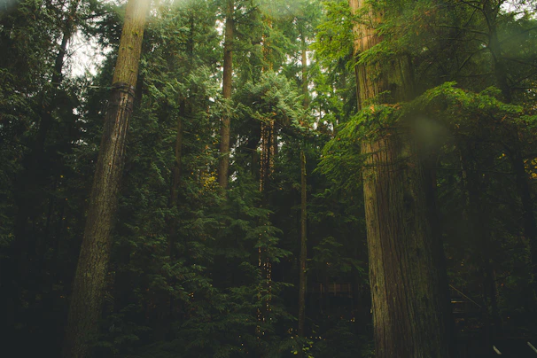 A dense, green forest on Isle Royale with sunlight filtering through the tall trees.