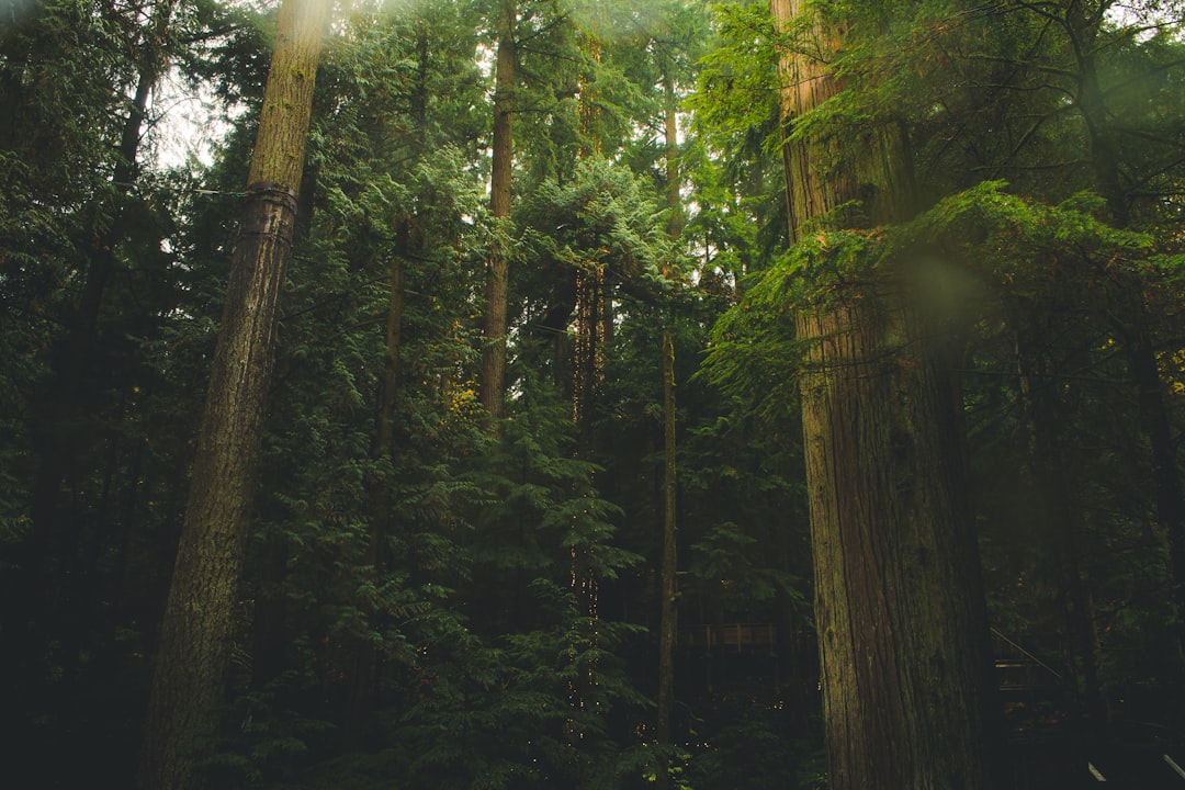 Forest photo spot Capilano Suspension Bridge Cleveland Dam